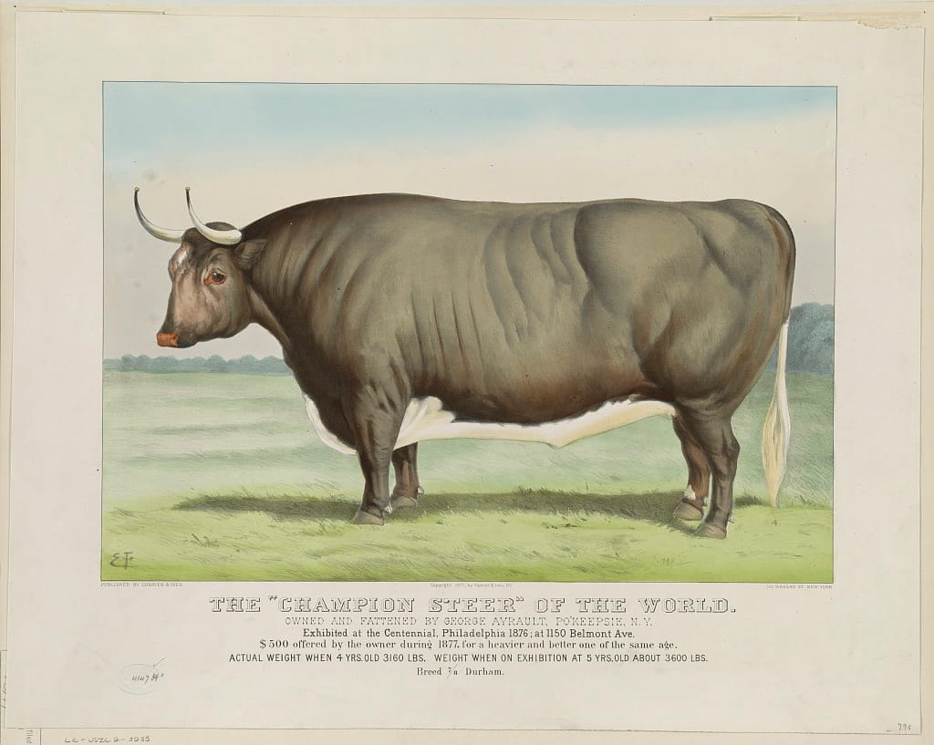 Currier & Ives print of "The Champion Steer of the World," a massive dark bull in a field. Text notes it was shown at the 1876 Centennial and weighed 3,600 lbs.