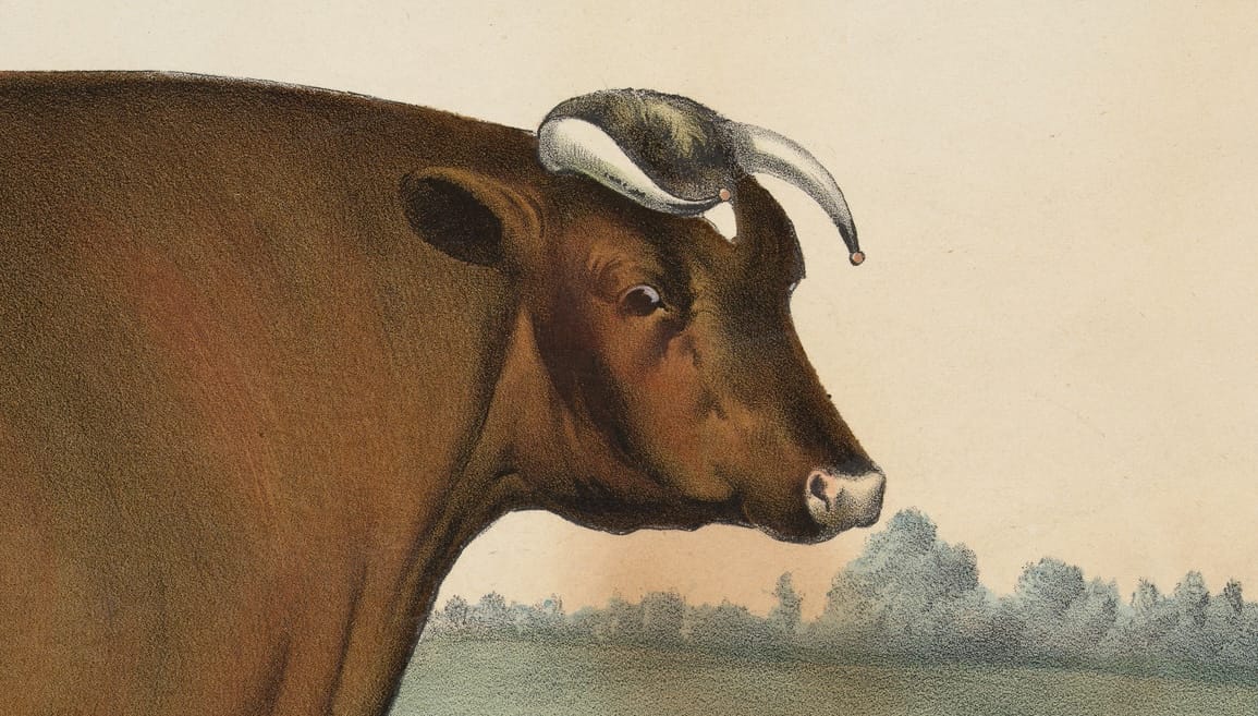 A brown cow shown in profile against a pale sky and distant trees, with its head turned slightly toward the viewer.